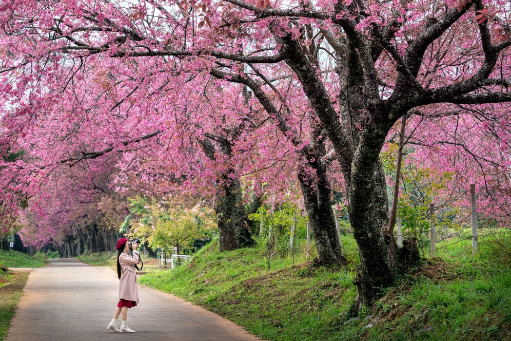 Spring in Japan